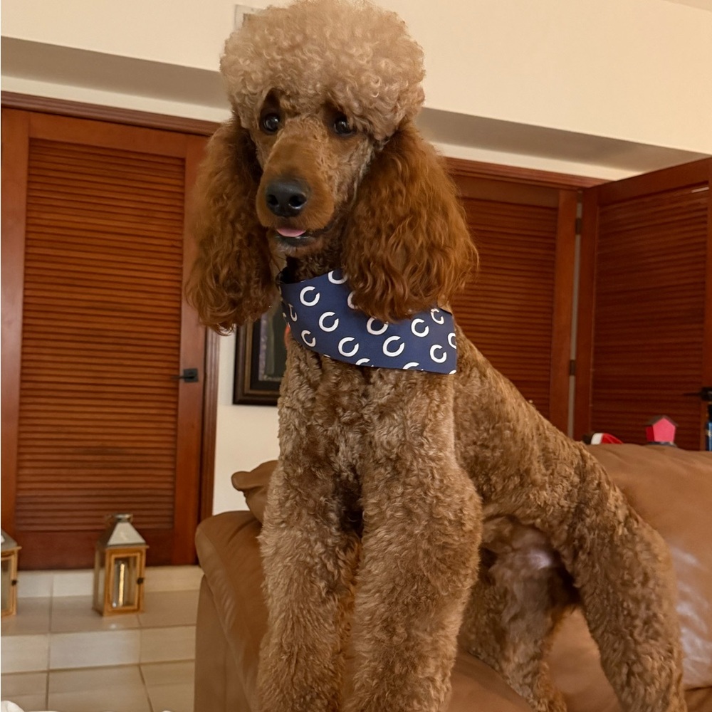 Meet your Posher, Sandi